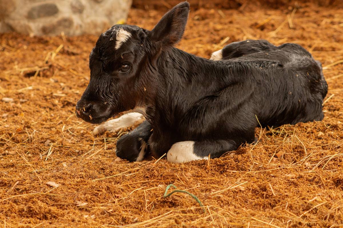 Digestive Health FAQs: What Every Pet Parent Needs to Know About Colostrum Supplements