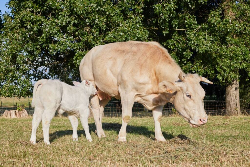 Digestive Support for Dogs: Why Colostrum Supplements Are the Overlooked Game-Changer