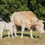 Digestive Support for Dogs: Why Colostrum Supplements Are the Overlooked Game-Changer