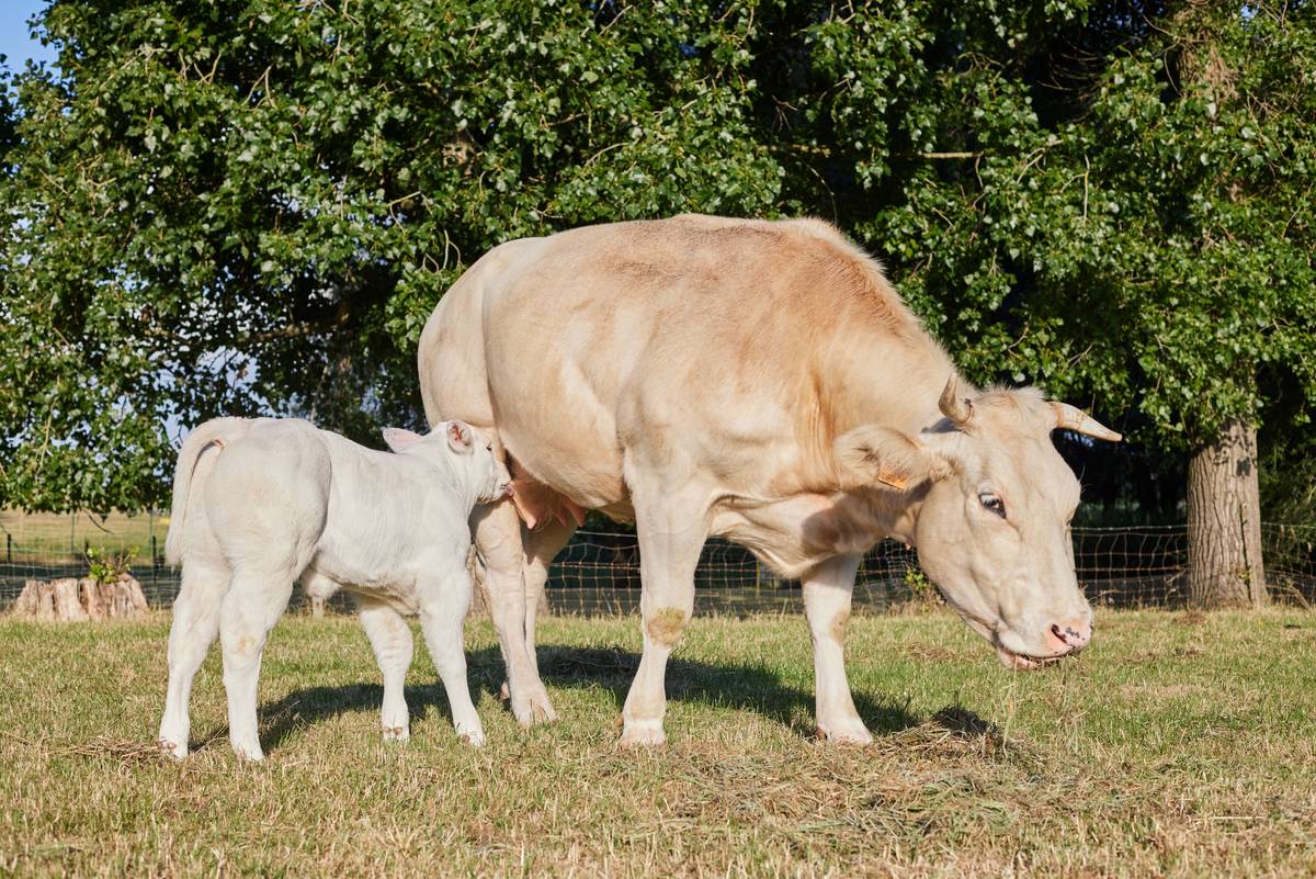 Digestive Support for Dogs: Why Colostrum Supplements Are the Overlooked Game-Changer
