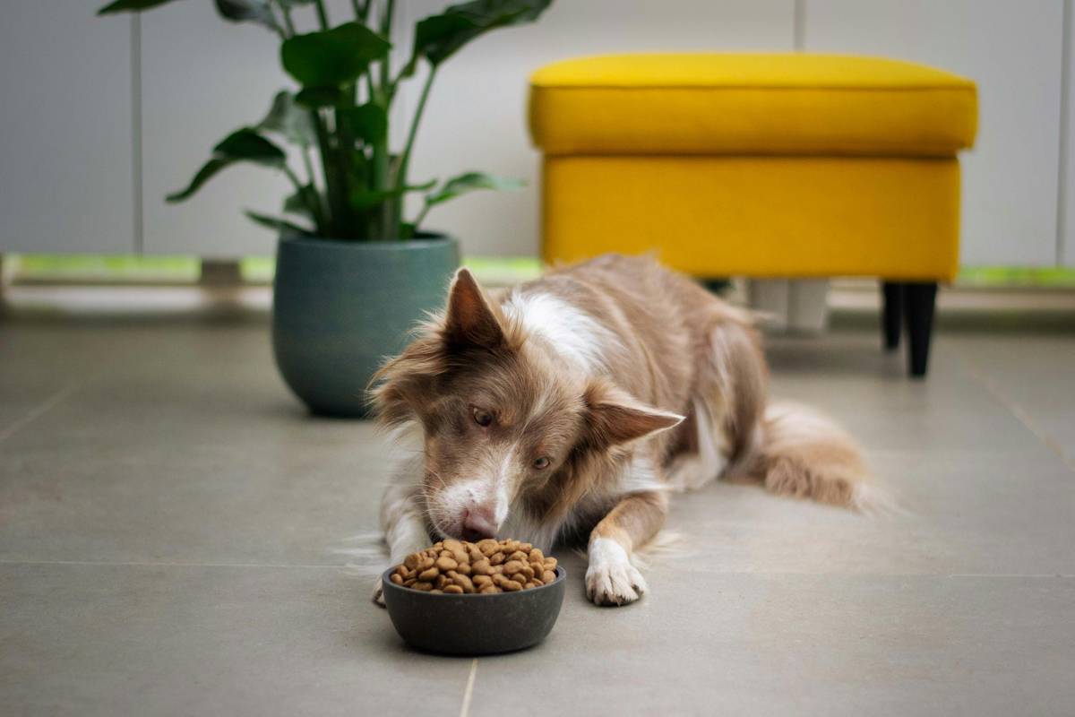 Digestive Health Communication Plans: Why Colostrum Supplements Are the Missing Link for Dogs