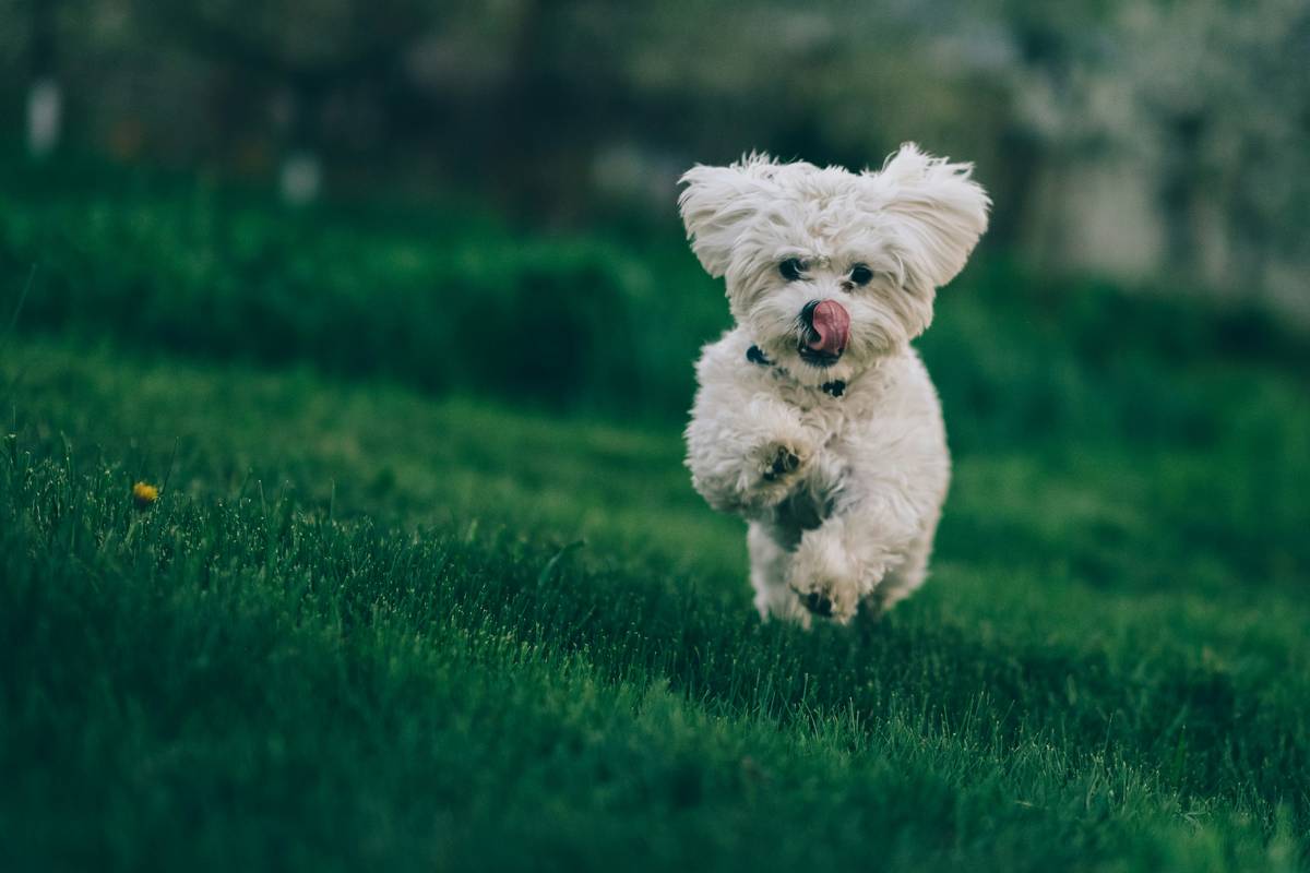 Digestive Health Success Metrics: How to Measure Real Results from Colostrum Supplements for Dogs
