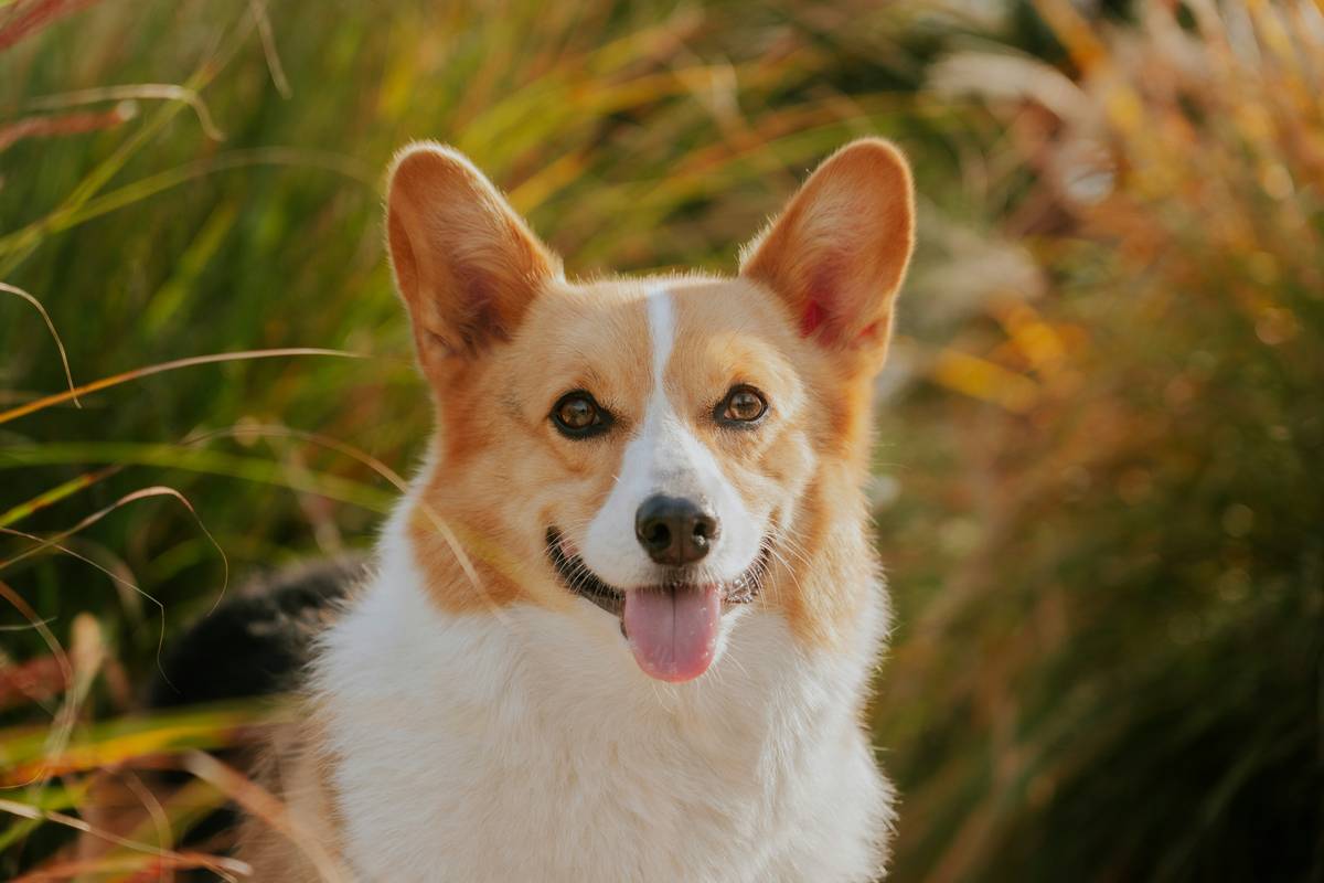 Allergy Relief Success Metrics: Dog with reduced itching after 4 weeks of colostrum supplementation