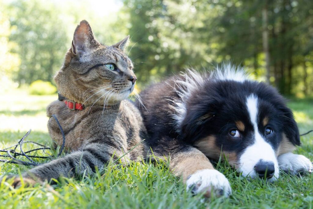 Immune Boost Communication Plans: 7 Proven Strategies to Avoid Costly Pet Health Mistakes