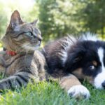 Immune Boost Communication Plans: 7 Proven Strategies to Avoid Costly Pet Health Mistakes