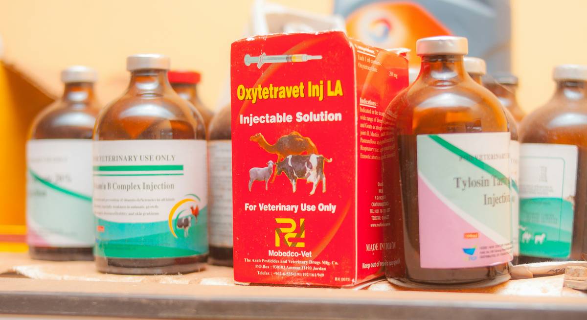 Immune Boost Risk Assessments: A dog owner reviewing colostrum supplement labels with a veterinarian